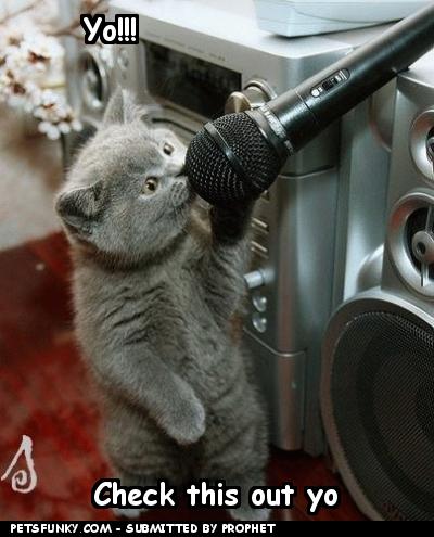 Rappin' Kitty